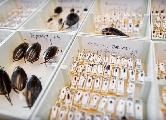Relationship between eDNA concentration and species densities
